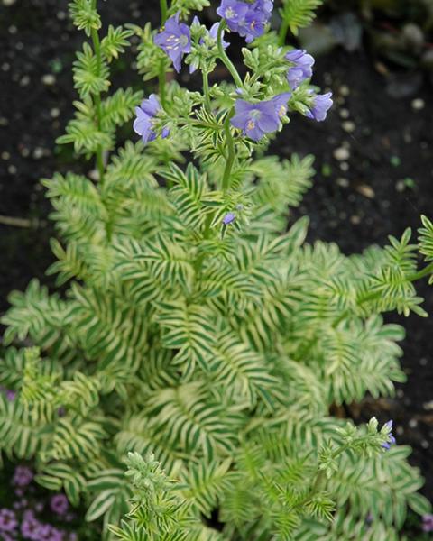 Polemonium Brise D'Anjou
