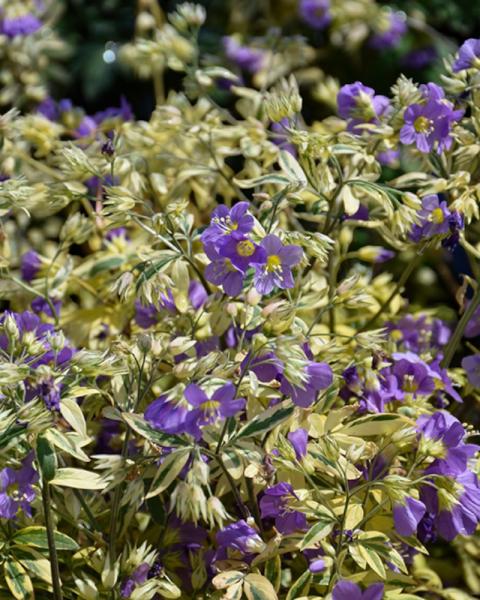 Polemonium Golden Feathers