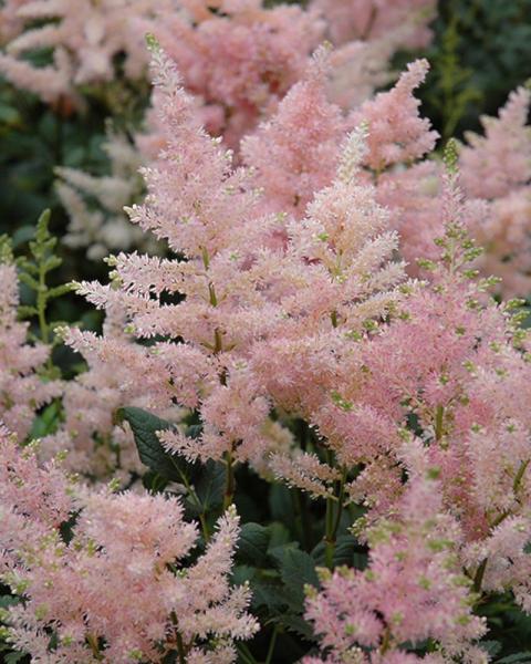 Astilbe Peach Blossom