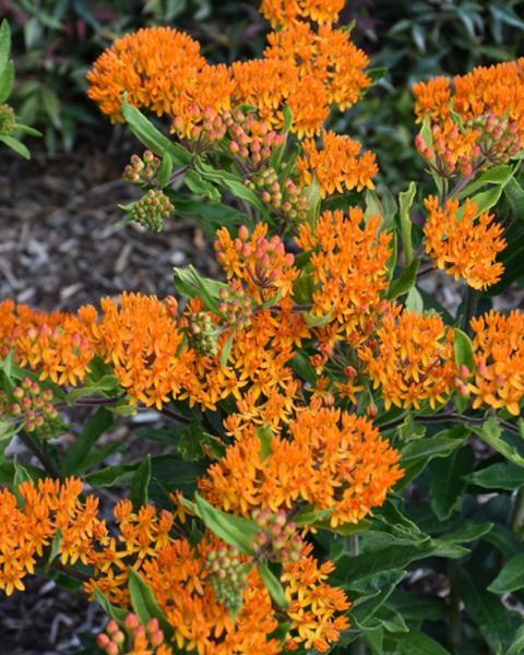 Asclepias Gay Butterflies
