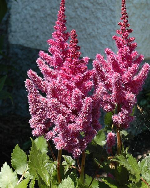 Astilbe You and Me Always
