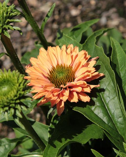 Echinacea Pumpkin Pie