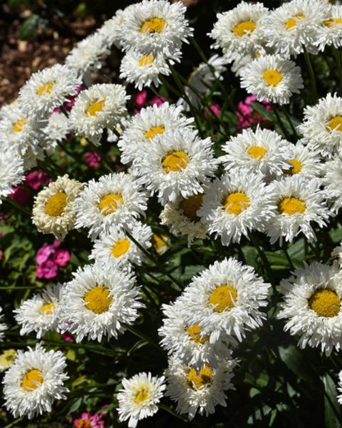Leucanthemum Pisces