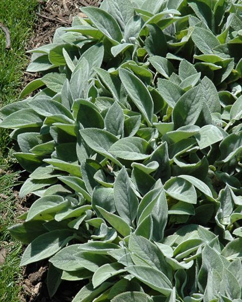 Stachys Big Ears