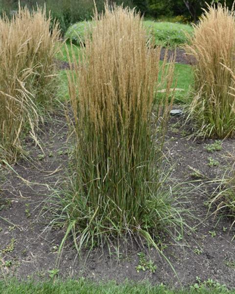 Grass Calamagrostis Hello Spring
