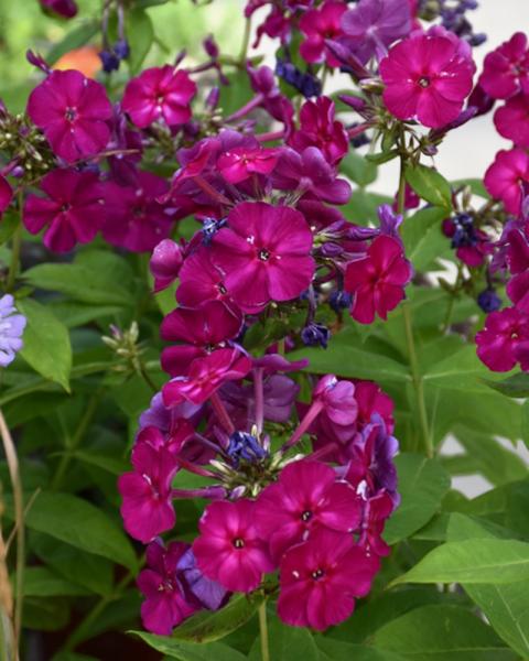 Phlox Flame Pro Cerise