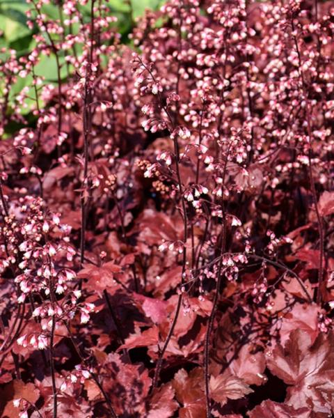Heuchera Fire Chief