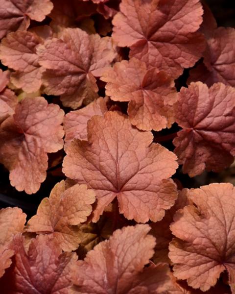 Heuchera Northern Exposure Amber