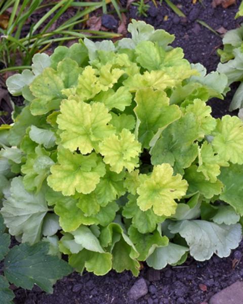Heuchera Northern Exposure Lime