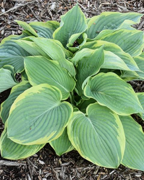 Hosta Gigantosaurus