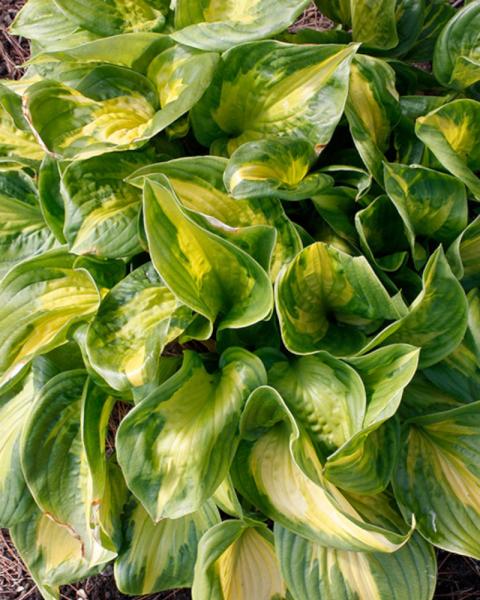 Hosta Etched Glass