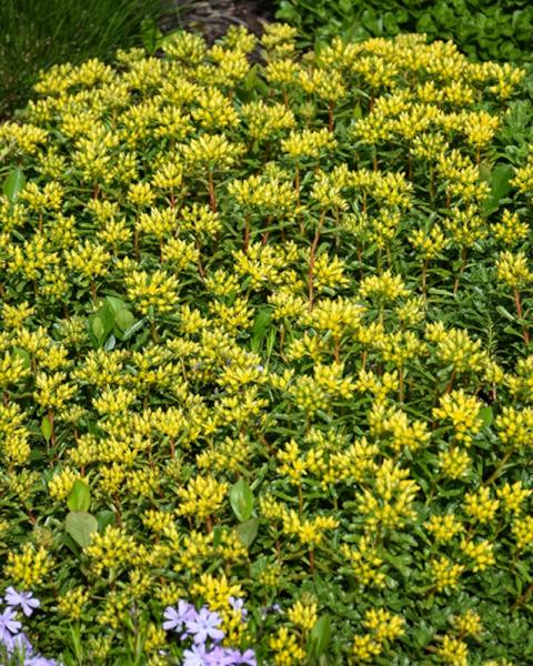 Sedum Kamtschaticum Variegated  6-Pack