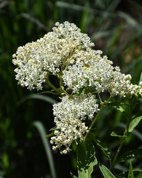 Asclepias Ice Ballet