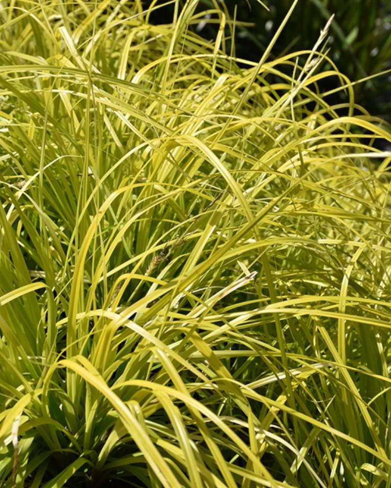 Grass Carex Evercolor Everillo
