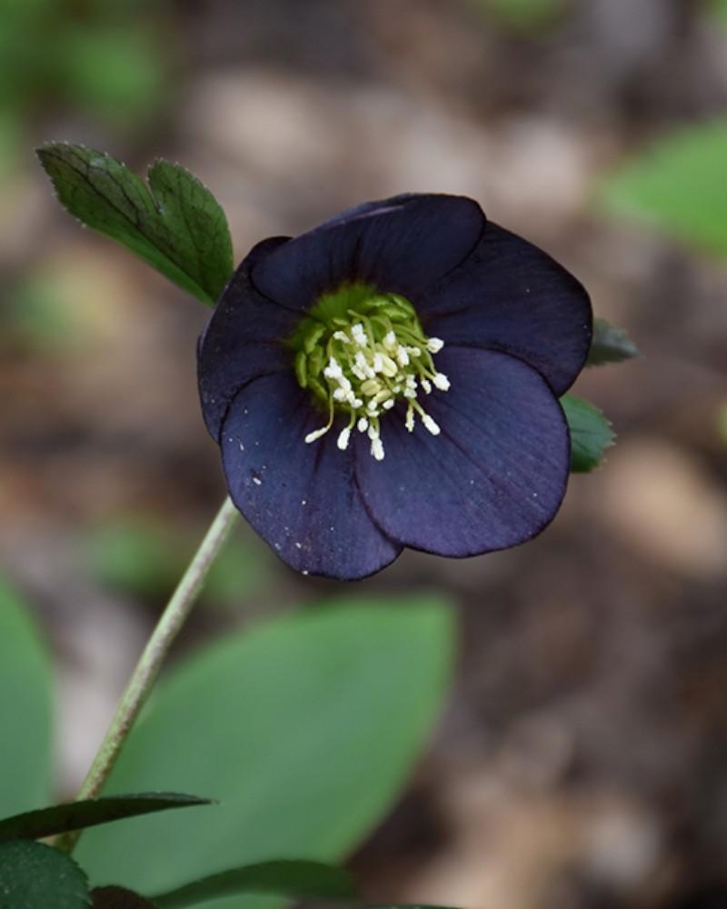 Helleborus Honeymoon New York Night