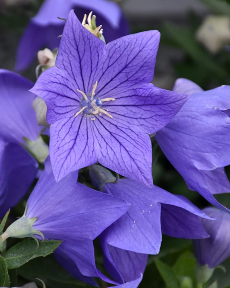 Platycodon Sentimental Blue