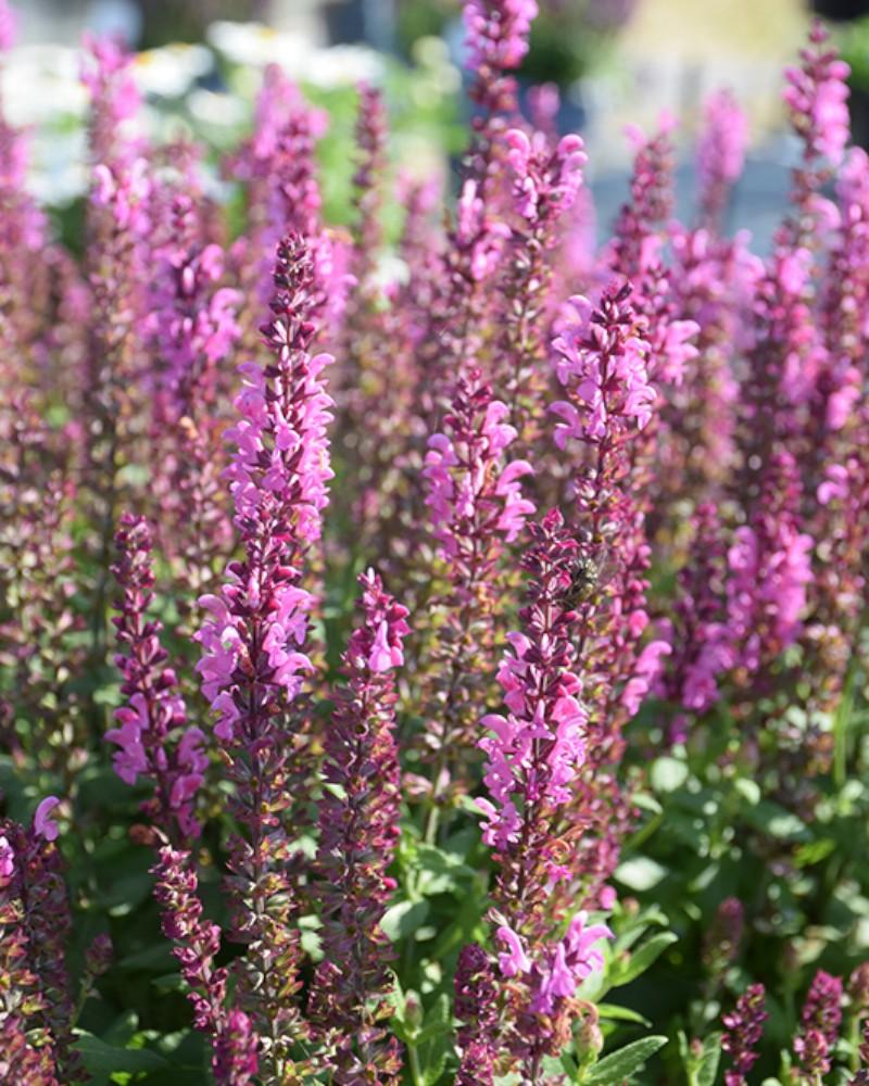 Salvia Apex Pink