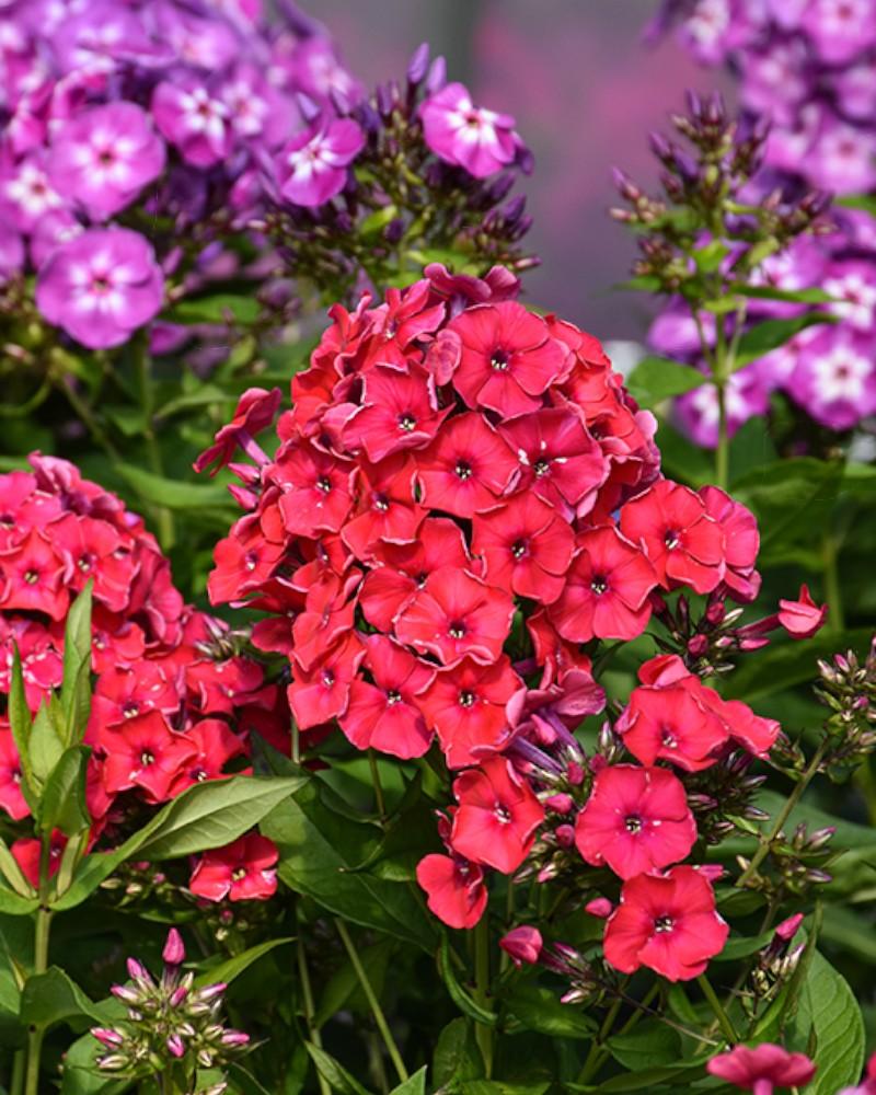 Phlox Red Riding Hood