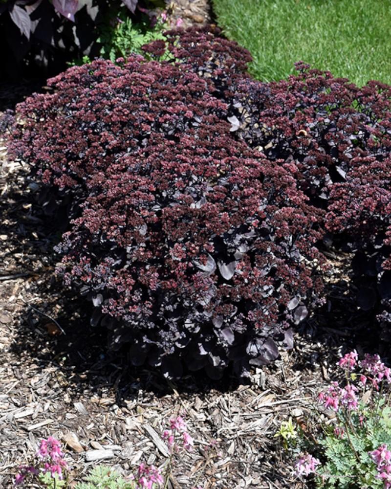 Sedum Back in Black