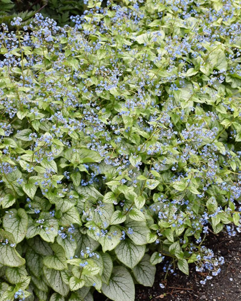 Brunnera Jack Frost