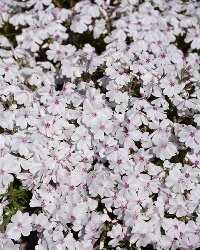 Creeping Phlox Amazing Grace