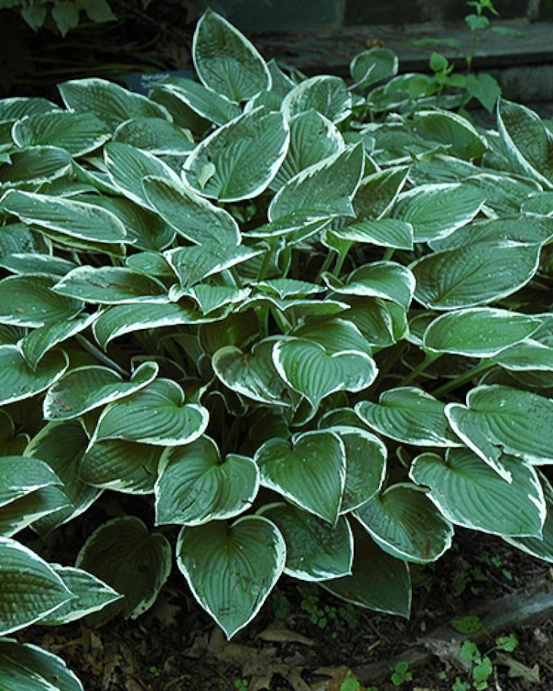 Hosta Francee