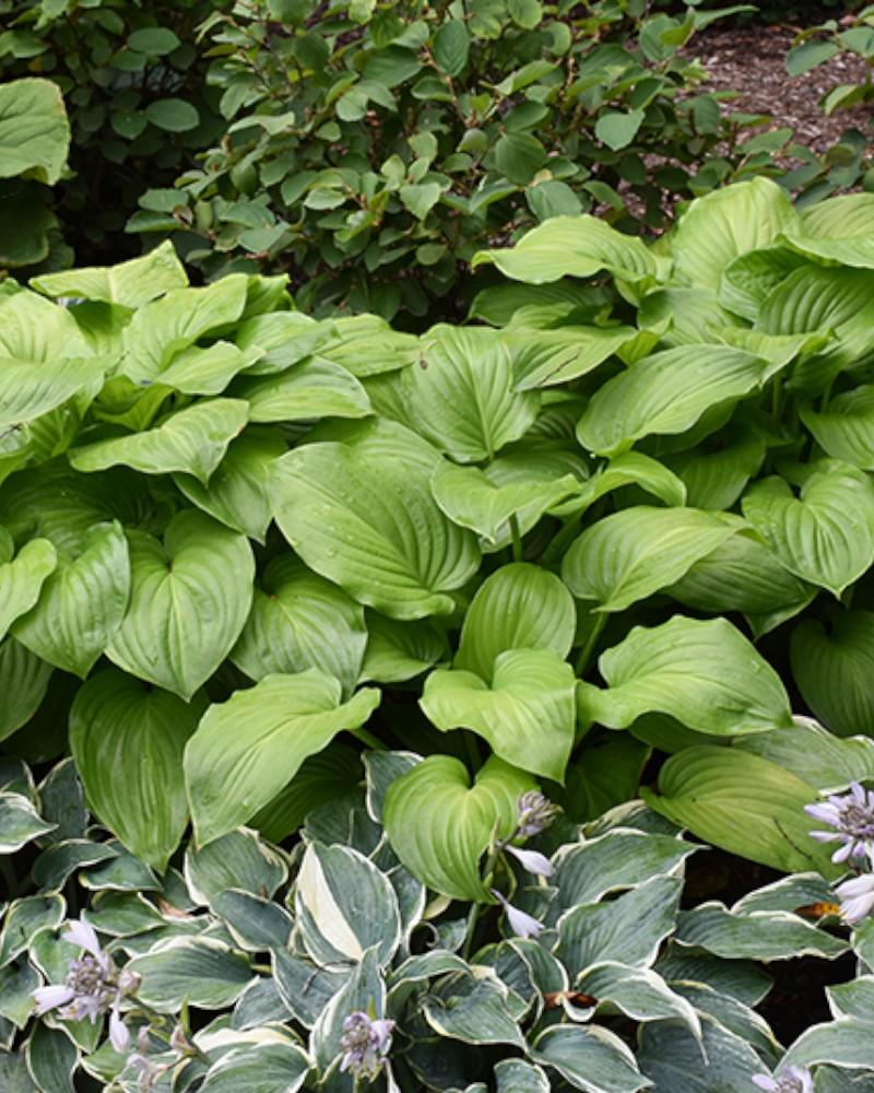 Hosta Guacamole