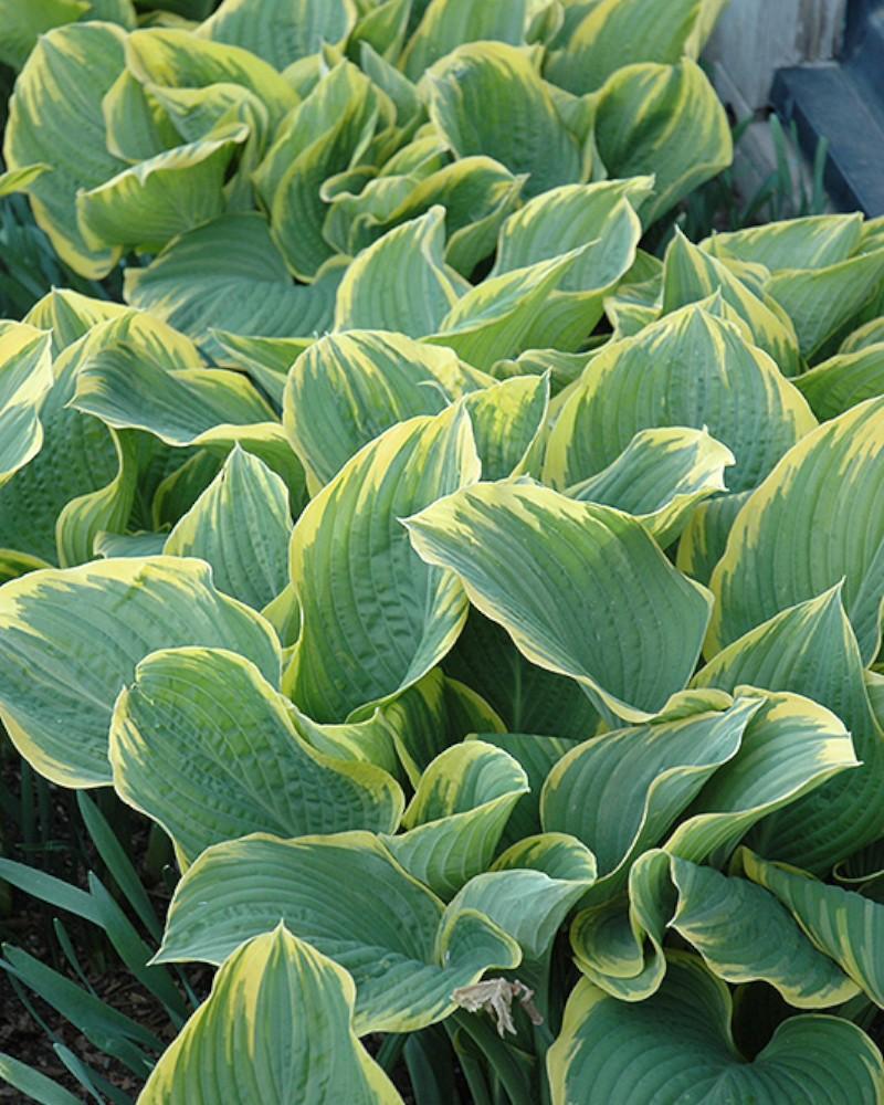 Hosta Sagae