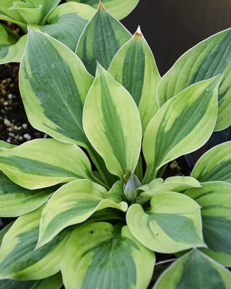 Hosta 'Velvet Moon' 1 Gallon