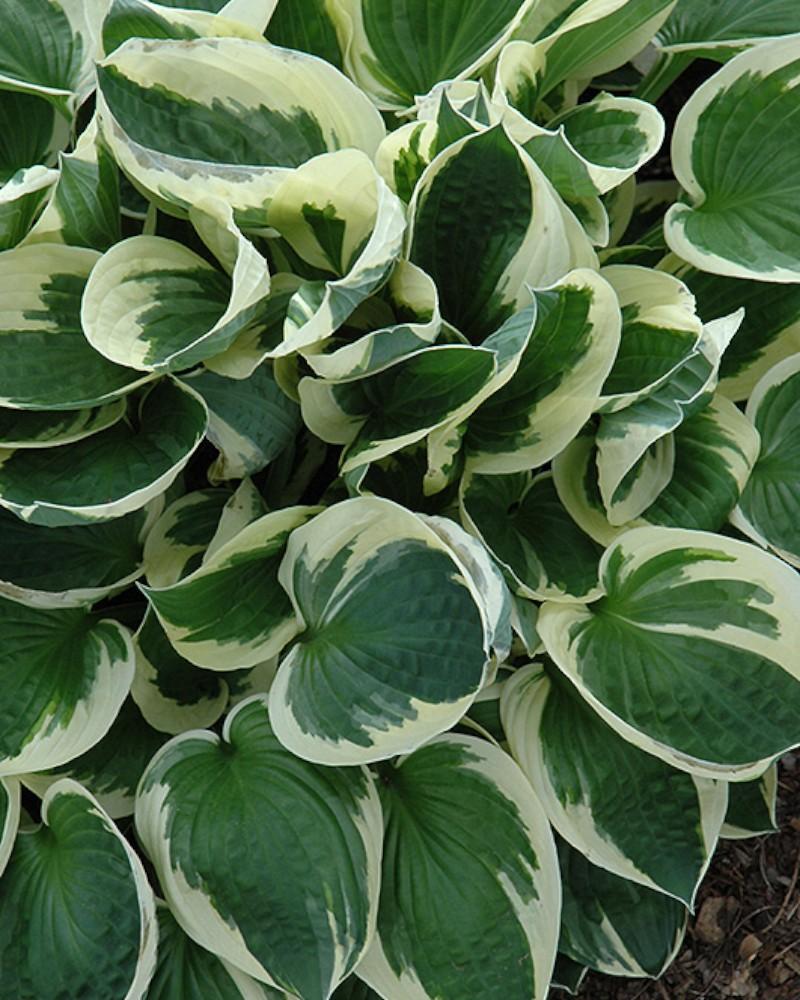 Hosta Patriot