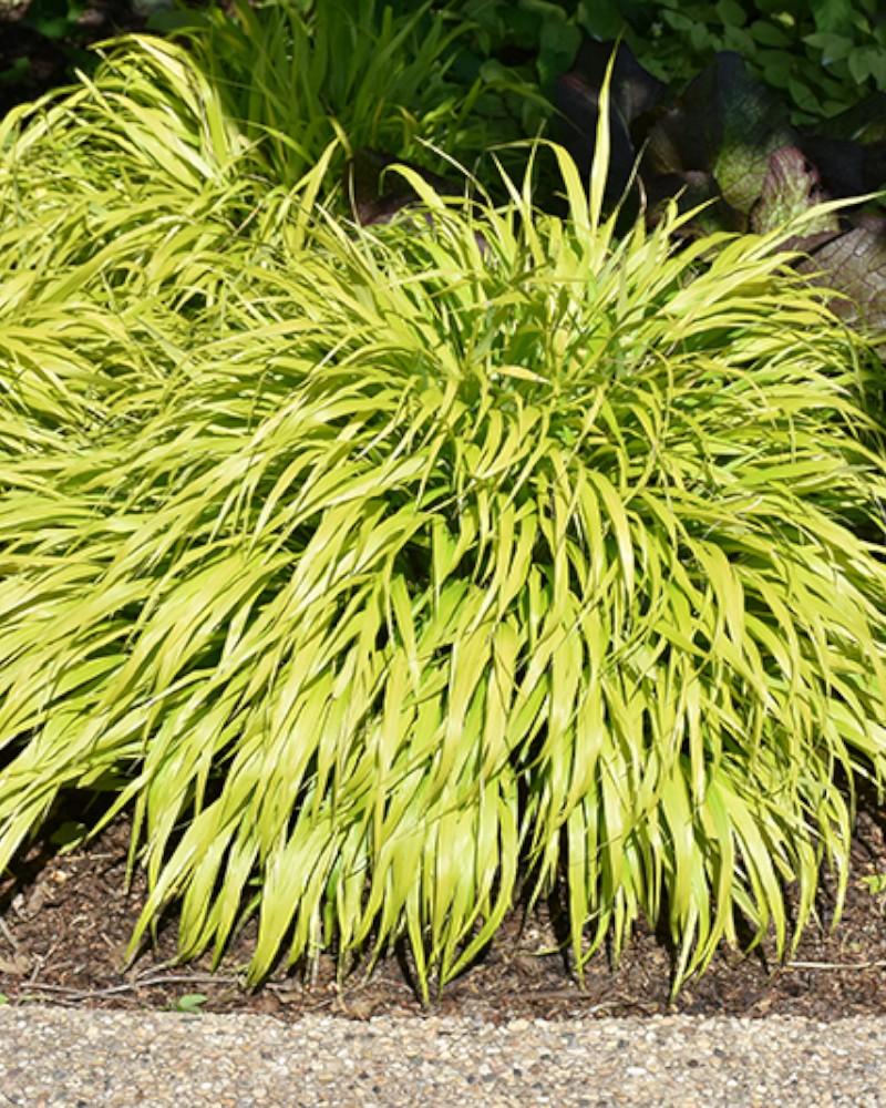 GRASS HAKONECHLOA ALL GOLD 19C