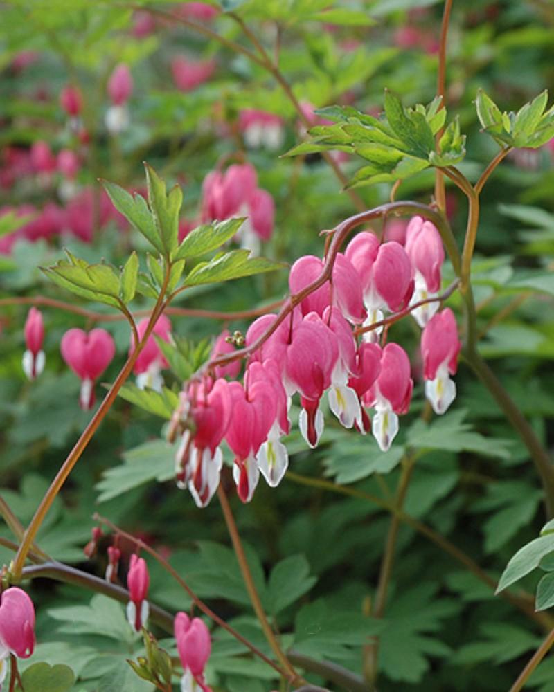 Dicentra Spectabilis