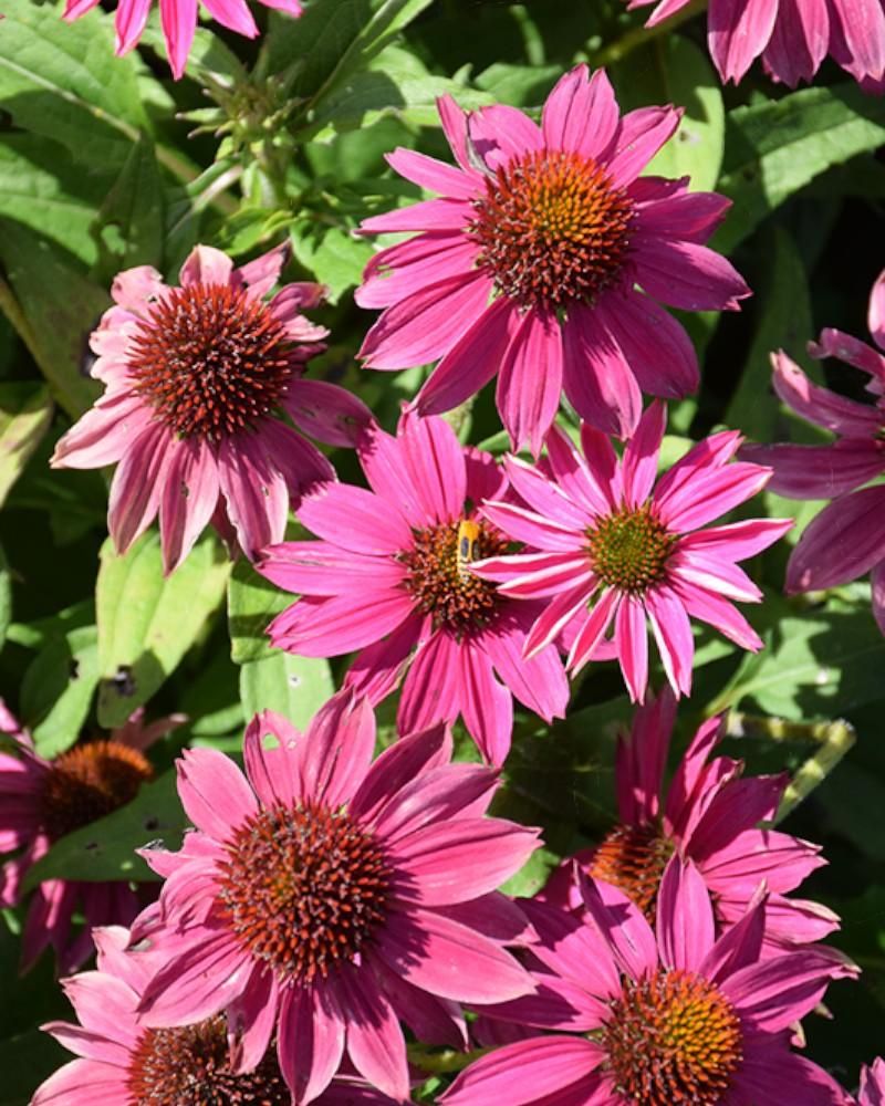 Echinacea PowWow Wild Berry