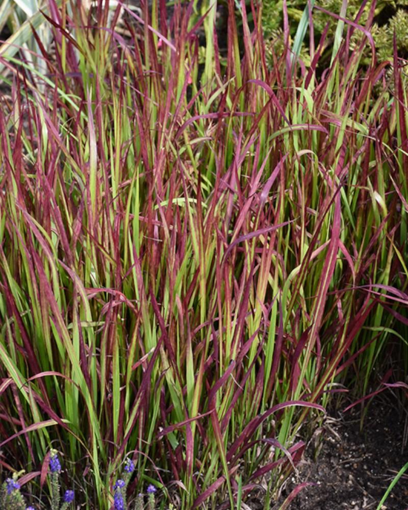 Grass Imperata Red Baron