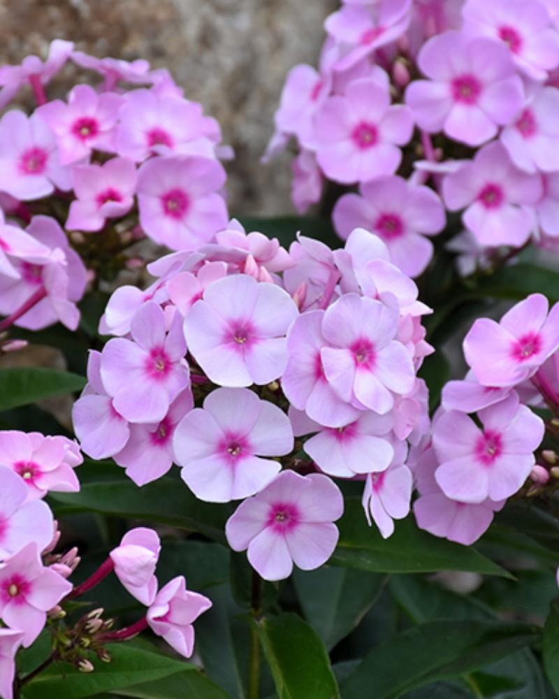 Phlox Cotton Candy