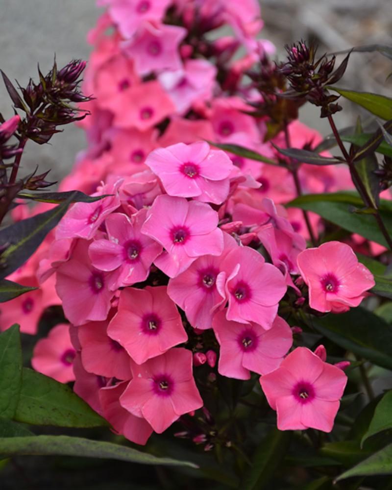 Phlox Coral Creme Drop