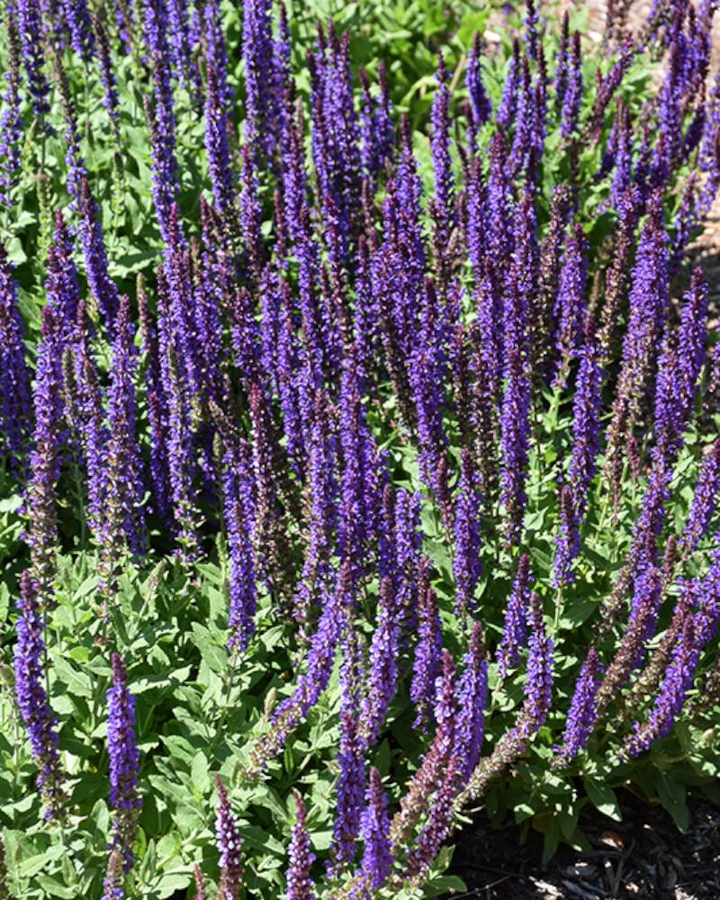 Salvia East Friesland