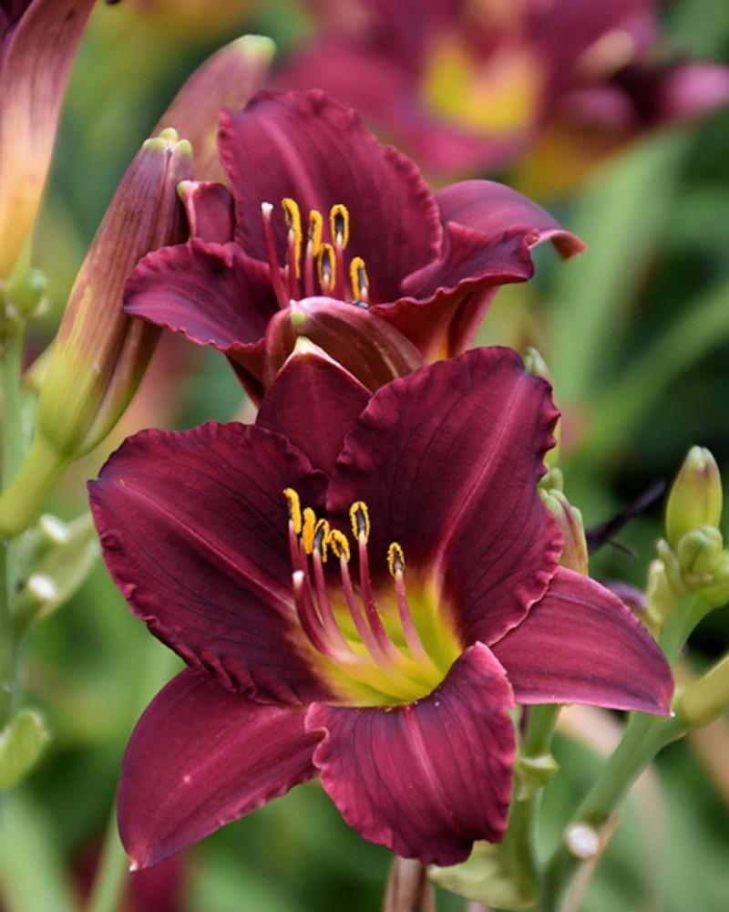 Hemerocallis Ruby Stella