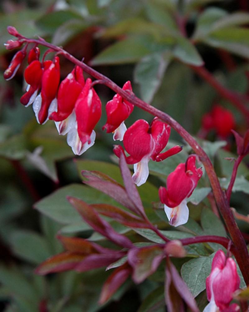 Dicentra Valentine