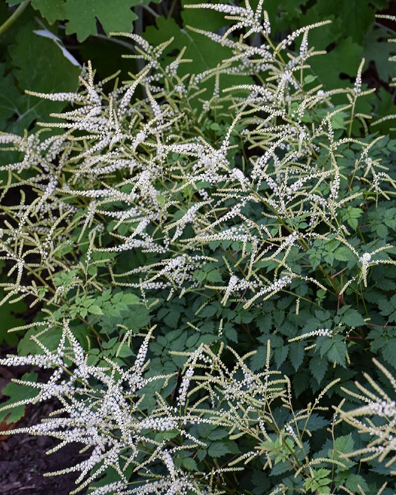 Aruncus Misty Lace