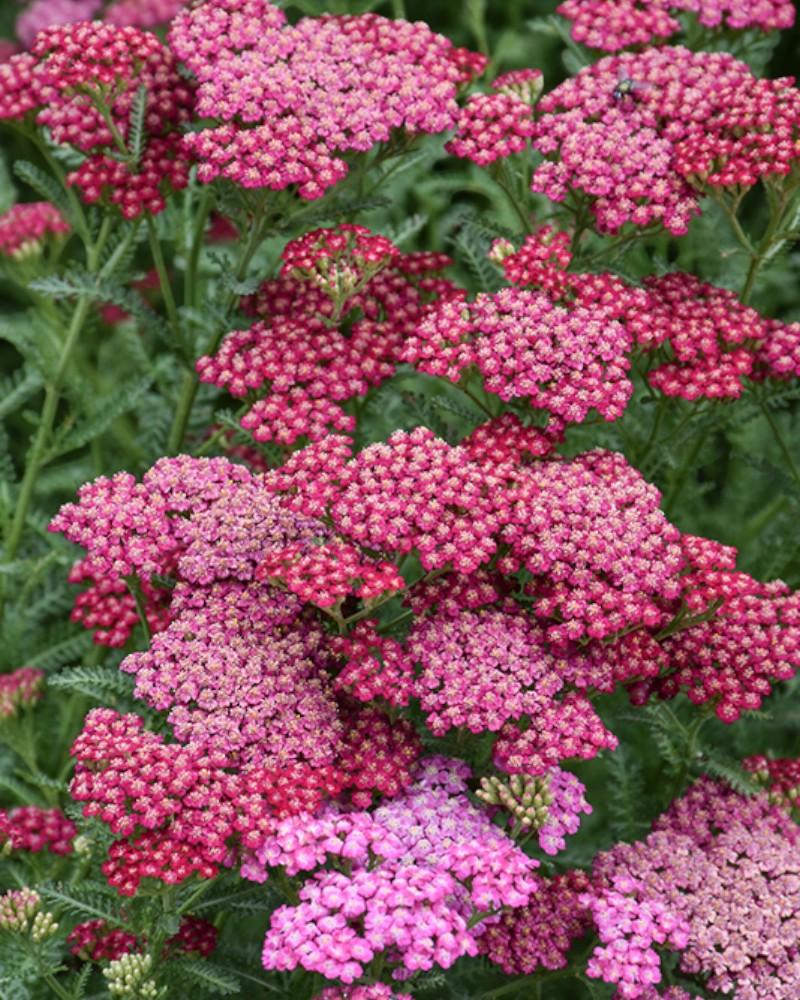 Achillea New Vintage Rose