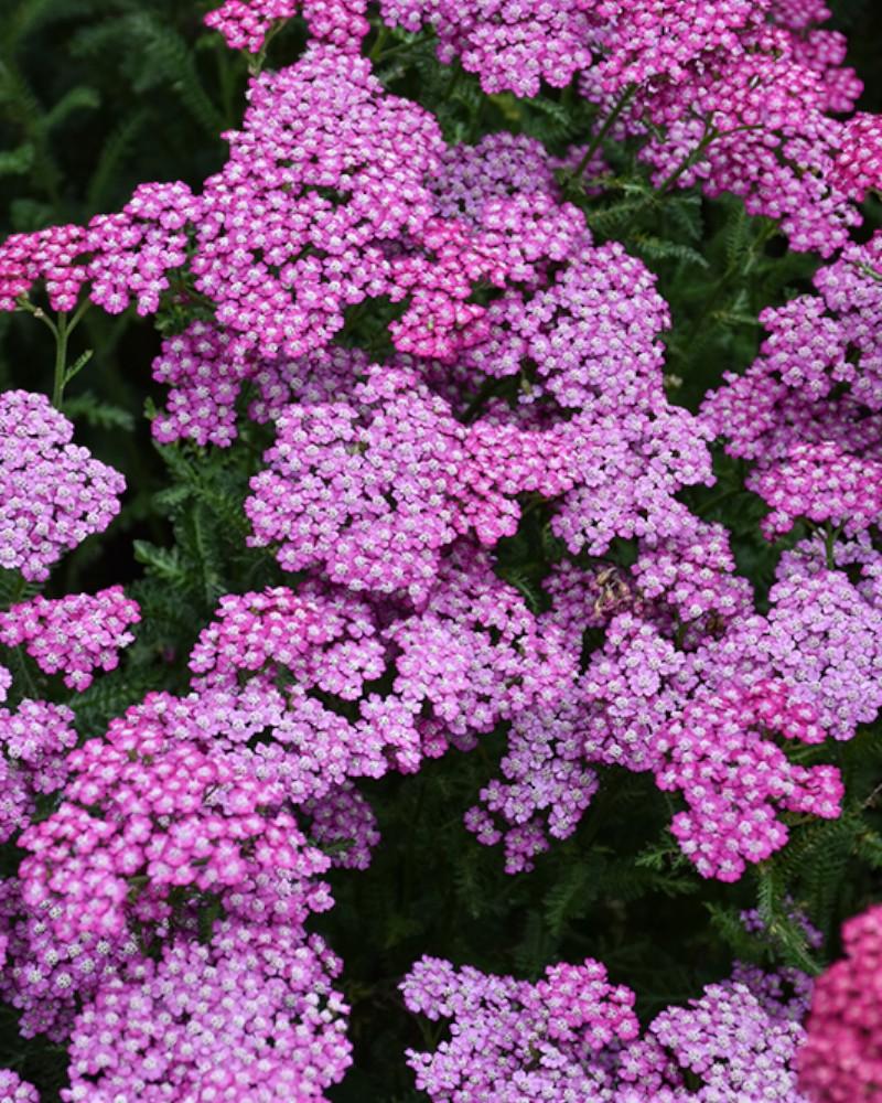 Achillea New Vintage Violet