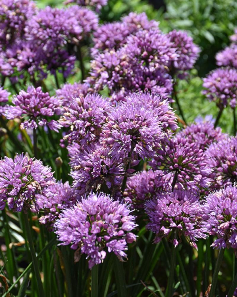 Allium Windy City