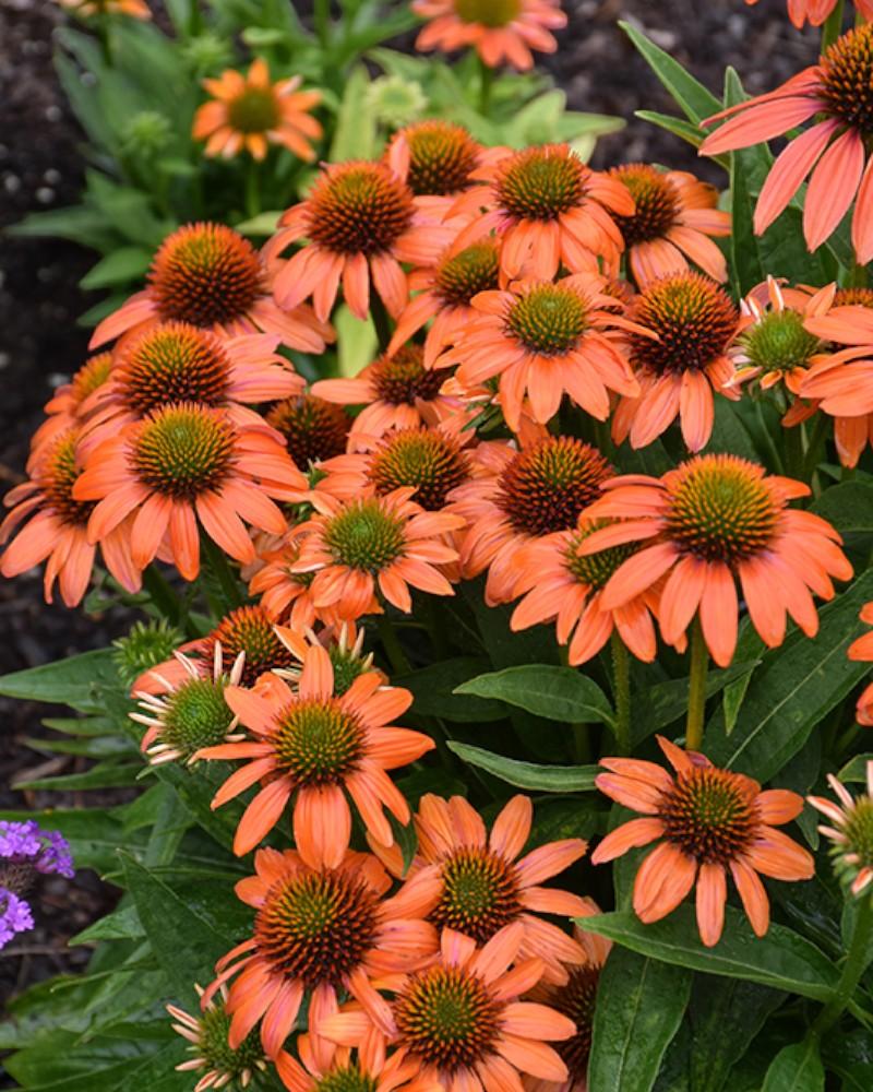 Echinacea Artisan Soft Orange
