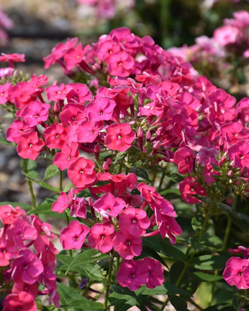Phlox Ka Pow Pink