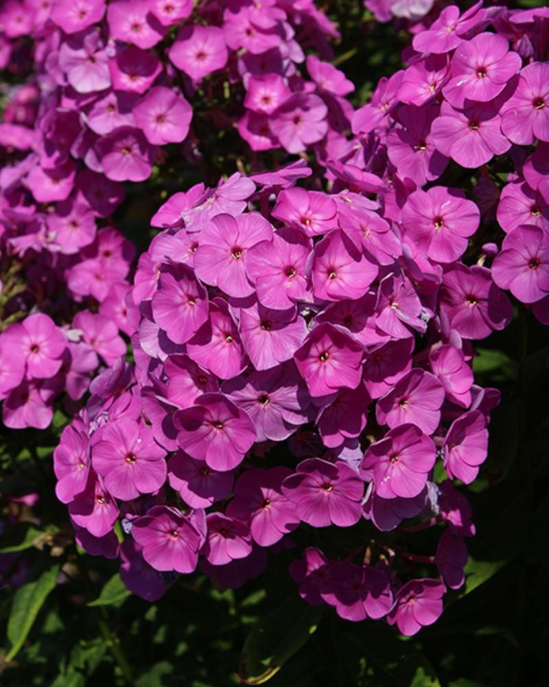 Phlox Cover Girl