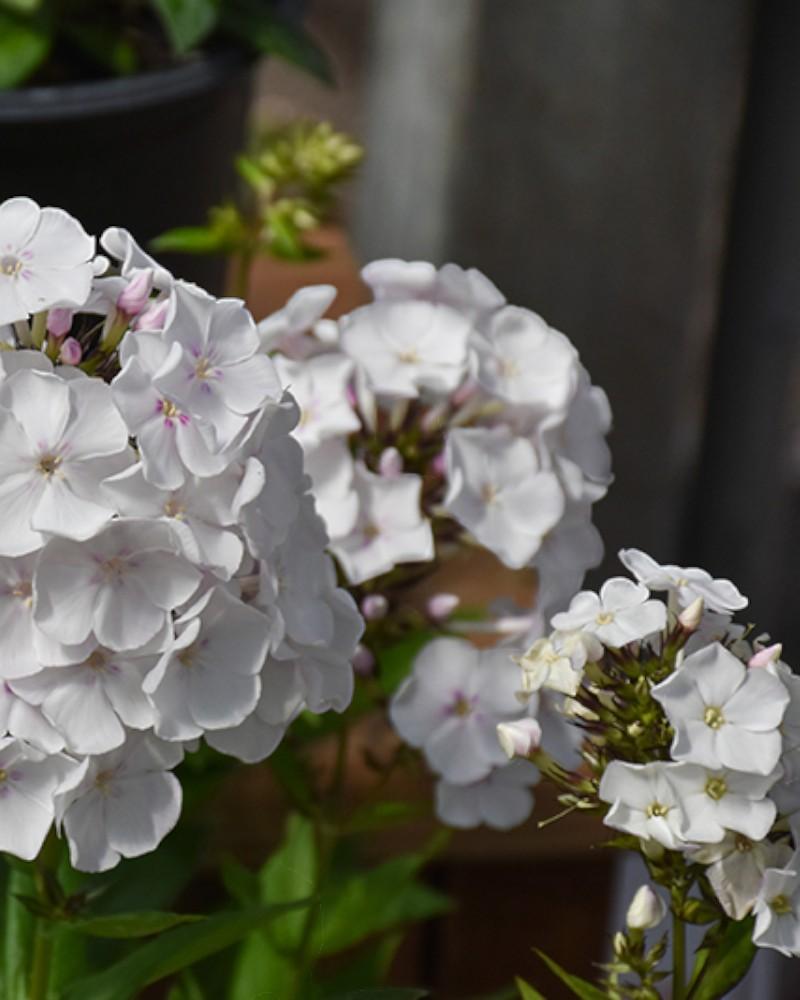 Phlox Party Girl