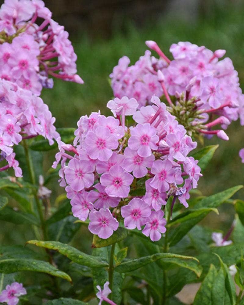 Phlox Uptown Girl