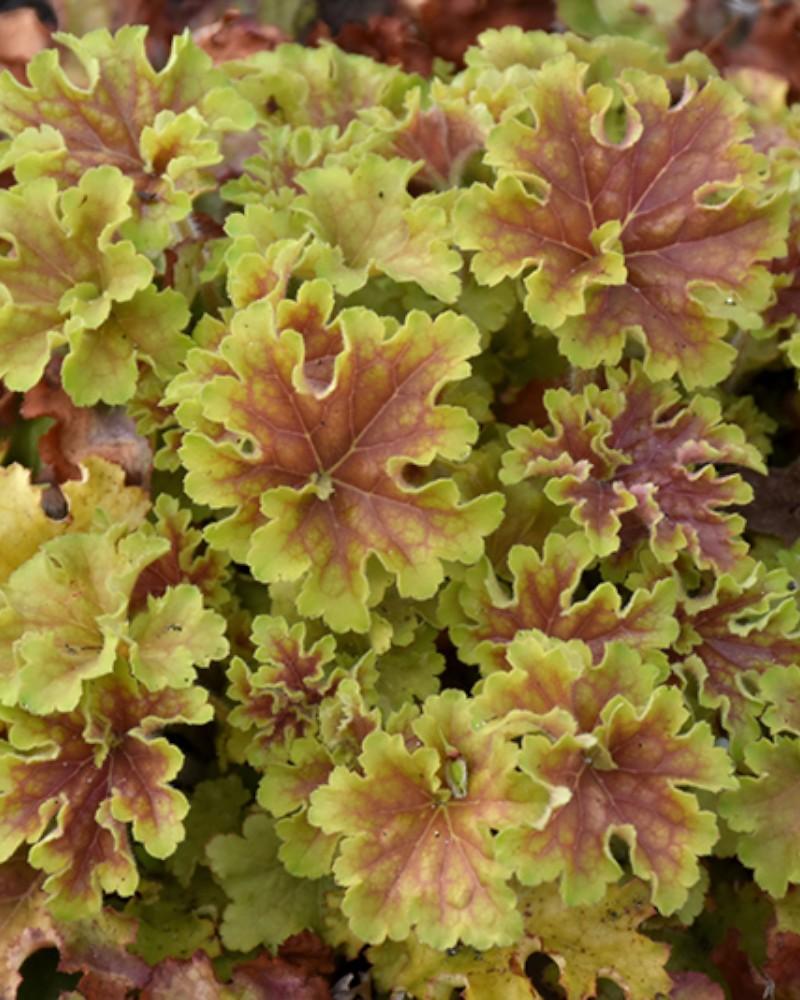 Heuchera Apple Twist