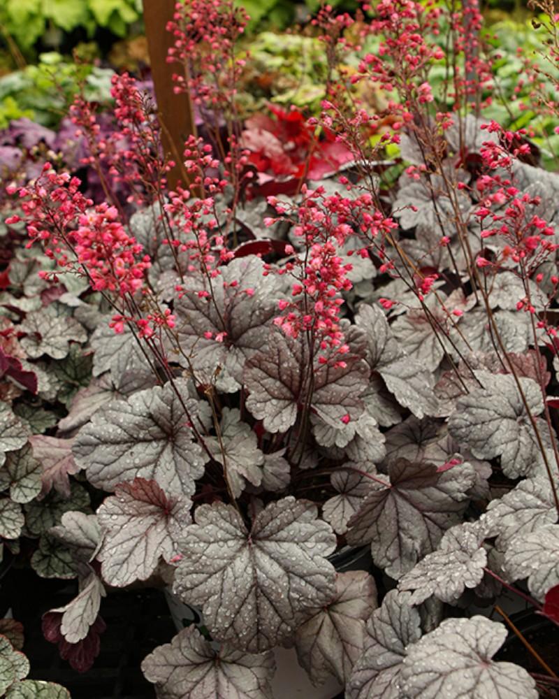 Heuchera Dolce Silver Gumdrop